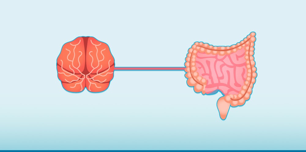 Como funciona a conexão entre cérebro e intestino e como tirar proveito deste conhecimento